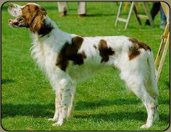 Irish red and white setter